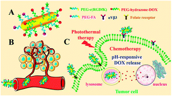 Graphical abstract: Dual targeted and pH-responsive gold nanorods with improved chemotherapy and photothermal ablation for synergistic cancer treatment