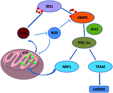 Graphical abstract: Modulation of energy metabolism and mitochondrial biogenesis by a novel proteoglycan from Ganoderma lucidum