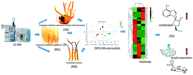 Graphical abstract: Tussah silkmoth pupae improve anti-tumor properties of Cordyceps militaris (L.) Link by increasing the levels of major metabolite cordycepin