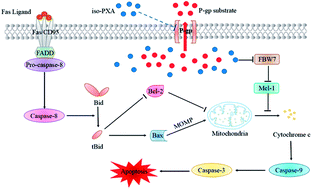 Graphical abstract: Iso-pencillixanthone A from a marine-derived fungus reverses multidrug resistance in cervical cancer cells through down-regulating P-gp and re-activating apoptosis
