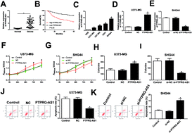 Graphical abstract: Retracted Article: Long noncoding RNA PTPRG-AS1 regulates growth of glioma cells by sponging miR-185-5p