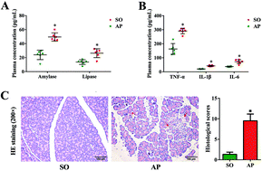 Graphical abstract: Bacterial community mapping of the intestinal tract in acute pancreatitis rats based on 16S rDNA gene sequence analysis