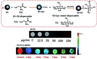 Graphical abstract: Intra-articular tracking of adipose-derived stem cells by chitosan-conjugated iron oxide nanoparticles in a rat osteoarthritis model