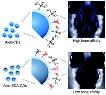 Graphical abstract: Bone-targeting carbon dots: effect of nitrogen-doping on binding affinity