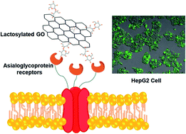 Graphical abstract: Specific capture of glycosylated graphene oxide by an asialoglycoprotein receptor: a strategic approach for liver-targeting