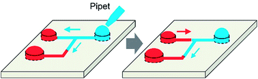 Graphical abstract: Influence of surface tension-driven network parameters on backflow strength