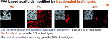 Graphical abstract: The use of fractionated Kraft lignin to improve the mechanical and biological properties of PVA-based scaffolds