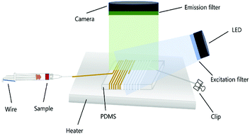 Graphical abstract: Diameter-definable tubing-microchips for applications in both continuous-flow and TEC-modulated on-chip qPCRs with reaction signal analyzed between different types of Teflon-polymers: PTFE and FEP