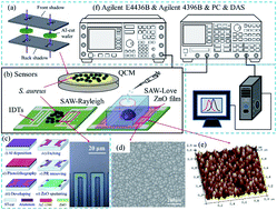 Graphical abstract: Quantification of Staphylococcus aureus using surface acoustic wave sensors