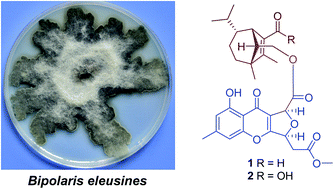 Graphical abstract: Anti-phytopathogenic sesquiterpenoid-xanthone adducts from potato endophytic fungus Bipolaris eleusines