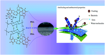 Graphical abstract: A novel nanofiltration membrane with simultaneously enhanced antifouling and antibacterial properties