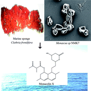Graphical abstract: A novel apoptosis-inducing metabolite isolated from marine sponge symbiont Monascus sp. NMK7 attenuates cell proliferation, migration and ROS stress-mediated apoptosis in breast cancer cells