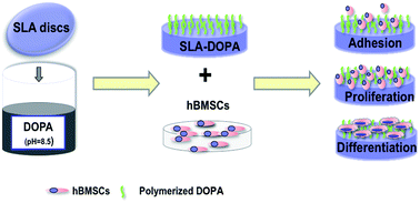 Graphical abstract: Titanium discs coated with 3,4-dihydroxy-l-phenylalanine promote osteogenic differentiation of human bone mesenchymal stem cells in vitro