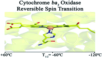 Graphical abstract: Reversible temperature-dependent high- to low-spin transition in the heme Fe–Cu binuclear center of cytochrome ba3 oxidase