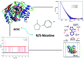 Graphical abstract: Differences between the binding modes of enantiomers S/R-nicotine to acetylcholinesterase