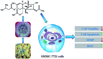 Graphical abstract: Identification and characterization of a T-2 toxin-producing Fusarium poae strain and the anti-tumor effect of the T-2 toxin on human hepatoma cell line SMMC-7721