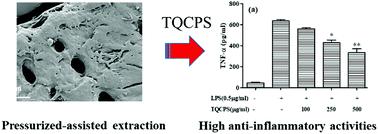 Graphical abstract: Optimization of the extraction, preliminary characterization, and anti-inflammatory activity of crude polysaccharides from the stems of Trapa quadrispinosa