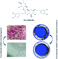 Graphical abstract: Forsythiaside inhibited titanium particle-induced inflammation via the NF-κB signaling pathway and RANKL-induced osteoclastogenesis and titanium particle-induced periprosthetic osteolysis via JNK, p38, and ERK signaling pathways