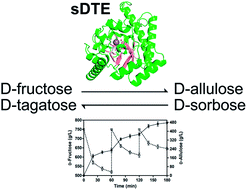 Graphical abstract: Biochemical characterization and biocatalytic application of a novel d-tagatose 3-epimerase from Sinorhizobium sp.