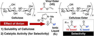Graphical abstract: Effect of anion in carboxylate-based ionic liquids on catalytic activity of transesterification with vinyl esters and the solubility of cellulose