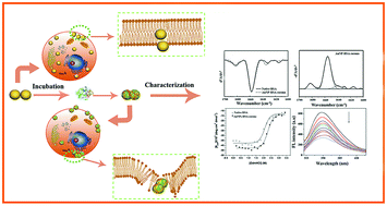 Graphical abstract: Conformational-transited protein corona regulated cell-membrane penetration and induced cytotoxicity of ultrasmall Au nanoparticles