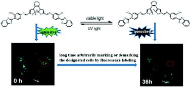 Graphical abstract: Photoswitchable probe with distinctive characteristics for selective fluorescence imaging and long-term tracing