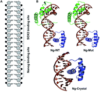 Graphical abstract: Structural mechanism of DNA-mediated Nanog–Sox2 cooperative interaction