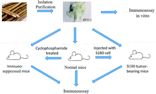 Graphical abstract: Immunomodulatory activity of a fructooligosaccharide isolated from burdock roots