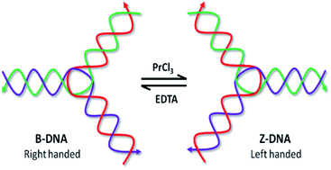 Graphical abstract: Praseodymium promotes B–Z transition in self-assembled DNA nanostructures