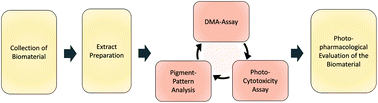 Graphical abstract: A convenient workflow to spot photosensitizers revealed photo-activity in basidiomycetes