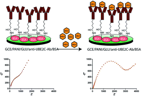 Graphical abstract: Fabrication of an immunosensor for quantitative detection of breast cancer biomarker UBE2C