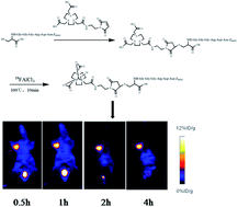 Graphical abstract: Targeting HER2-positive gastric cancer with a novel 18F-labeled ZHER2:342 probe