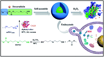 Graphical abstract: Enzymatic synthesis of selenium-containing amphiphilic aliphatic polycarbonate as an oxidation-responsive drug delivery vehicle