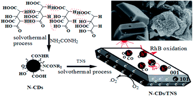 Graphical abstract: Construction of carbon quantum dots/single crystal TiO2 nanosheets with exposed {001} and {101} facets and their visible light driven catalytic activity