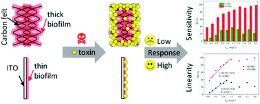 Graphical abstract: Enhanced detection of toxicity in wastewater using a 2D smooth anode based microbial fuel cell toxicity sensor