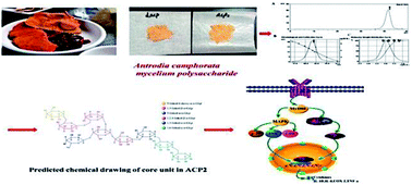 Graphical abstract: Structural characterization and anti-inflammatory effect in hepatocytes of a galactoglucan from Antrodia camphorata mycelium