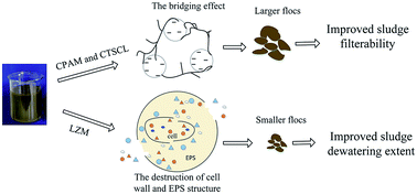 Graphical abstract: Improvement of activated sludge dewatering properties using green conditioners: chitosan hydrochloride and lysozyme