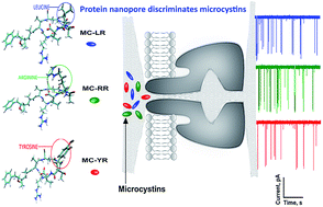 Graphical abstract: Alpha-hemolysin nanopore allows discrimination of the microcystins variants