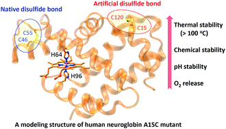 Graphical abstract: Enhancement of protein stability by an additional disulfide bond designed in human neuroglobin