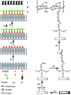 Graphical abstract: Chitosan/hydroxyapatite modified carbon/carbon composites: synthesis, characterization and in vitro biocompatibility evaluation