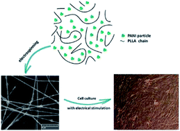Graphical abstract: Fabrication and characterization of electrospun PLLA/PANI/TSA fibers
