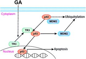 Graphical abstract: Retracted Article: The nuclear export of TR3 mediated gambogic acid-induced apoptosis in cervical cancer cells through mitochondrial dysfunction