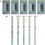 Graphical abstract: Ultrasensitive strips for the quadruple detection of nitrofuran metabolite residues