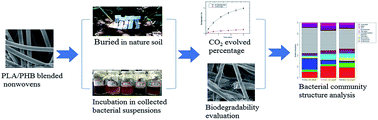 Graphical abstract: Accelerated biodegradation of PLA/PHB-blended nonwovens by a microbial community