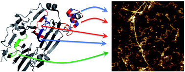 Graphical abstract: Structural basis for the formation of soy protein nanofibrils