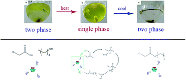 Graphical abstract: Catalytic synthesis of chloroacetates with thermoregulated ionic liquids based on vanadium-substituted polyoxometalate