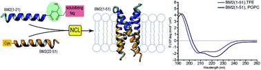 Graphical abstract: Chemical synthesis of membrane proteins: a model study on the influenza virus B proton channel