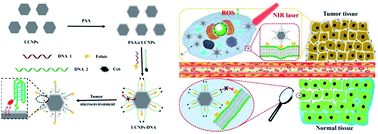Graphical abstract: A pre-protective strategy for precise tumor targeting and efficient photodynamic therapy with a switchable DNA/upconversion nanocomposite
