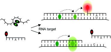 Graphical abstract: A bright FIT-PNA hybridization probe for the hybridization state specific analysis of a C → U RNA edit via FRET in a binary system