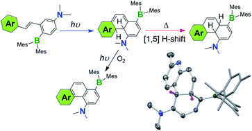 Graphical abstract: Stabilising fleeting intermediates of stilbene photocyclization with amino-borane functionalisation: the rare isolation of persistent dihydrophenanthrenes and their [1,5] H-shift isomers